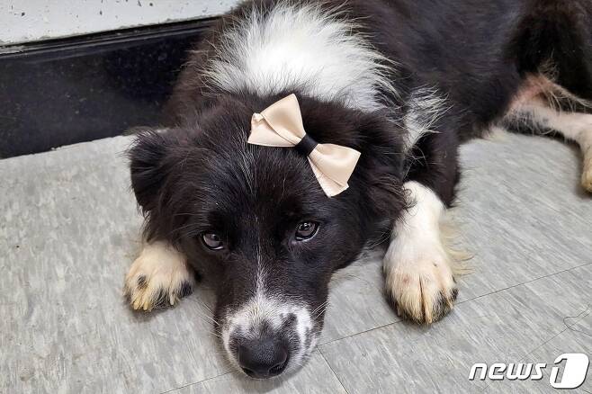 수원시동물보호센터에서 보호 중인 개 '브로콜리' © 뉴스1