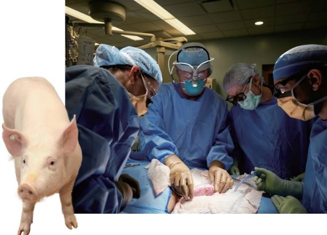 로버트 몽고메리 미국 뉴욕대 랑곤헬스 이식센터장팀이 뇌사 상태인 환자에게 돼지 신장을 이식하는 수술을 하고 있다. 이식용 장기 생산을 위해 사육하고 있는 유전자 조작 돼지(아래). 미국 뉴욕대 랑곤헬스 이식센터 제공