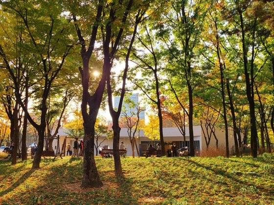 지난해 12월 문 연 서울 양천구 신정동 양천공원 책 쉼터. 공원의 오래된 나무를 베지 않고 그대로 품은 채 지었다. [사진 서로아키텍츠]