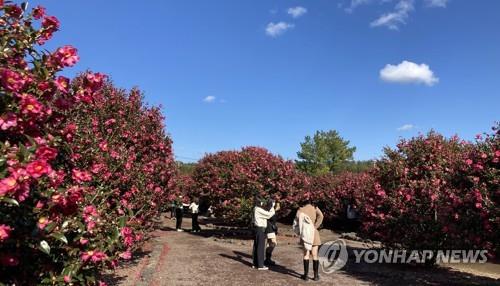 동백꽃 핀 제주 [연합뉴스 자료사진]