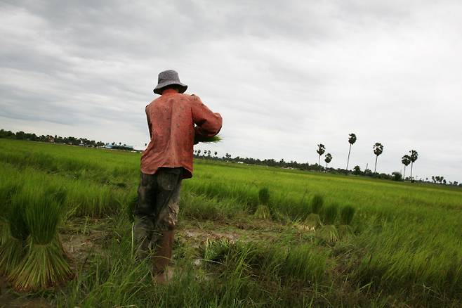 캄보디아 메콩강 주변 논에서 벼를 거두는 농부. 사진 임종진. 피다 제공
