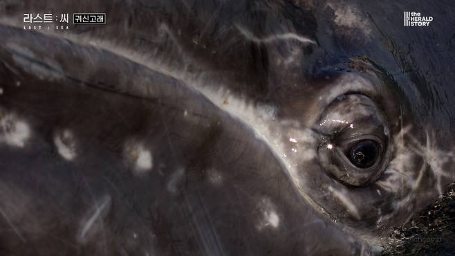 [출처: 라스트 씨]