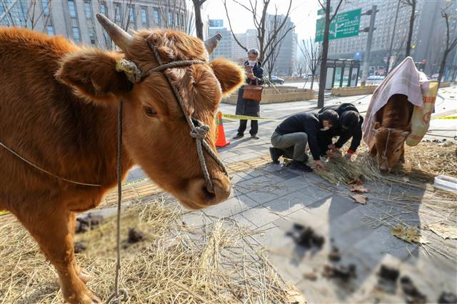 ‘소가 무슨 죄가 있어서...’ - 12일 오전 서울 중구 덕수궁 담벼락 앞에 정부의 신종 코로나바이러스 감염증(코로나19) 백신 접종 정책과 유전자 증폭 검사(PCR 검사)확대를 규탄하는 내용의 현수막을 몸에 두른 소 두 마리가 가로수에 묶여 있다. 2021.12.12 뉴스1