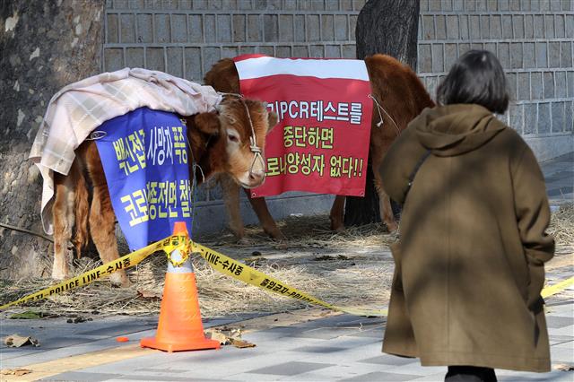 한겨울 덕수궁 담벼락 앞 등장한 소 두 마리 - 12일 오전 서울 중구 덕수궁 담벼락 앞에 정부의 신종 코로나바이러스 감염증(코로나19) 백신 접종 정책과 유전자 증폭 검사(PCR 검사)확대를 규탄하는 내용의 현수막을 몸에 두른 소 두 마리가 가로수에 묶여 있다. 경찰에 따르면 소 두 마리는 지난 11일 밤부터 같은 자리에 묶여 있었으며, 이날 오전부터 동물권단체 케어(CARE) 활동가들에게 보살핌을 받았다. 2021.12.12 뉴스1