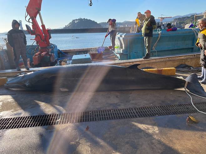 14일 강원 양양군 동호해변 인근 해상에서 죽은채 발견된 밍크고래. 속초해양경찰서 제공