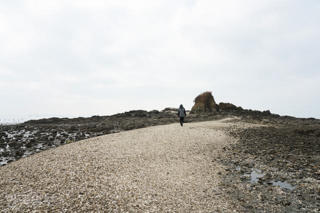 해안에서 할미섬으로 연결되는 길에 굴껍질이 가득 덮여 있다.
