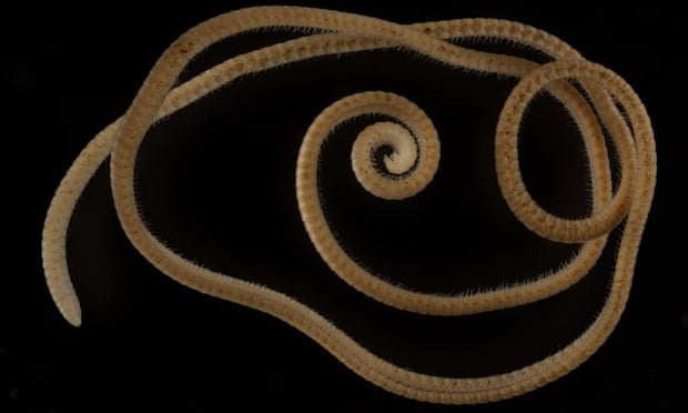 호주에서 발견된 신종 노래기 ‘유밀리페스 페르세폰’(Eumilliipes Persephone). 1306개의 다리를 가진 것으로 확인됐다.
