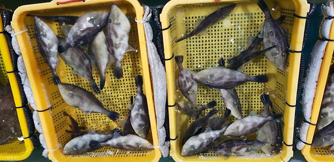 위판장에서 경매 대기중인 말쥐치. /사진=국립수산과학원