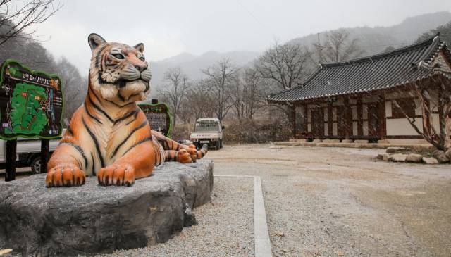 충북 영동군 매곡면 내동마을에는 산군(山君) 호랑이상이 놓여 있다. 호랑이상 뒤로 보이는 건물은 충주 박씨의 재실 봉유재(奉裕齋)다. 조선 중종 때 안주목사를 지낸 박성량을 기리기 위해 그의 후손들이 건립했다.