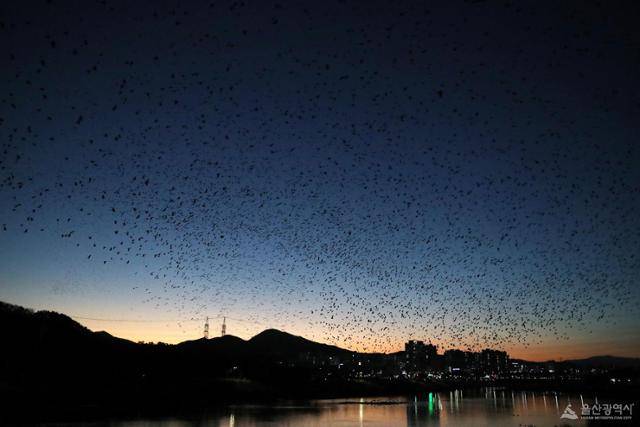 지난 8일, 겨울 철새인 떼까마귀 무리가 태화강 주변을 비행하고 있다. 울산시 제공