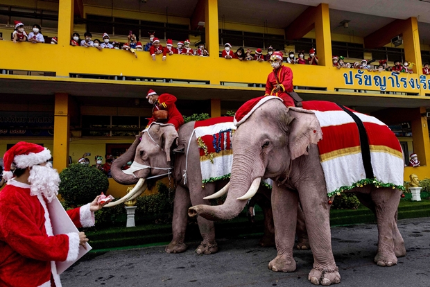 낮 최고기온이 31도였던 24일 태국 옛 수도 아유타야 지라사트위타야학교에서는 ‘산타 코끼리’와 함께하는 크리스마스 기념식이 열렸다. 국민 95%가 불교 신자인 태국에서는 보기 드물게 17년째 이어지고 있는 이 행사는 지역 대표 관광상품으로 자리 잡았다./AFP연합뉴스