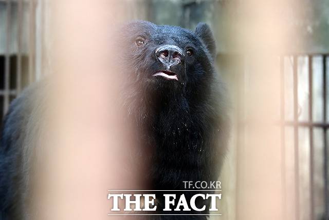 최근 경기 용인에서 곰 탈출 사건이 잇따르며 국내 곰 사육 농장 실태가 재조명되고 있다. 강원도 화천의 곰 사육 농가에서 한 사육곰이 허공을 바라보고 있다. /이새롬 기자