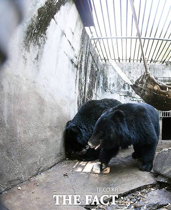 일부 곰들은 수년간 좁은 공간에 갇혀 지내며 지루함과 스트레스로 인해 벽에 머리를 비비거나 사육장 안을 뱅뱅 도는 정형행동(비정상적인 행동을 반복하는 것)을 보이기도 했다.