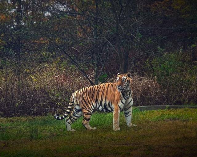 2001년 5월 16일에 태어나 스무 해를 살고 지난해 12월 20일 경북 봉화군 국립백두대간수목원에서 세상을 떠난 한국 호랑이 '두만'. 국립백두대간수목원 제공