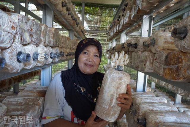 인도네시아 욕야카르타특별자치주 블레베란 마을에서 버섯을 기르는 투기야씨가 느타리버섯을 보여주고 있다. 블레베란=고찬유 특파원