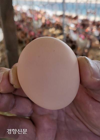 경북 영양 재래닭 농가의 재래닭이 낳은 알. 김원진 기자
