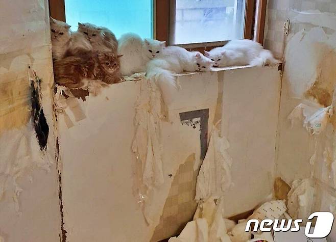 서울의 한 오피스텔에서 발견된 고양이들(나비야사랑해 제공) © 뉴스1