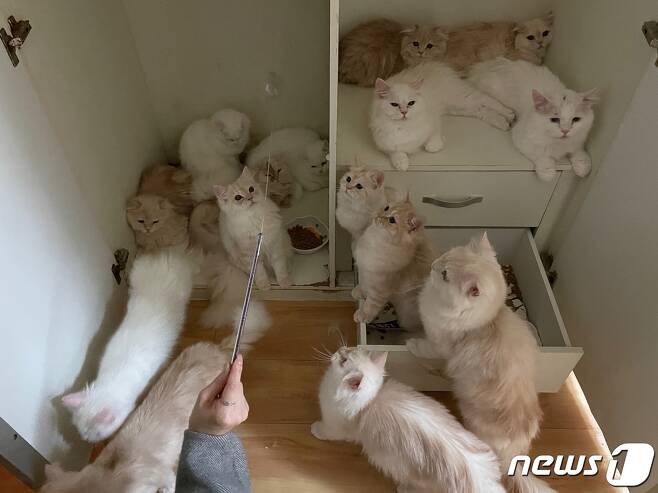 서울의 한 오피스텔에서 발견된 고양이들(나비야사랑해 제공) © 뉴스1