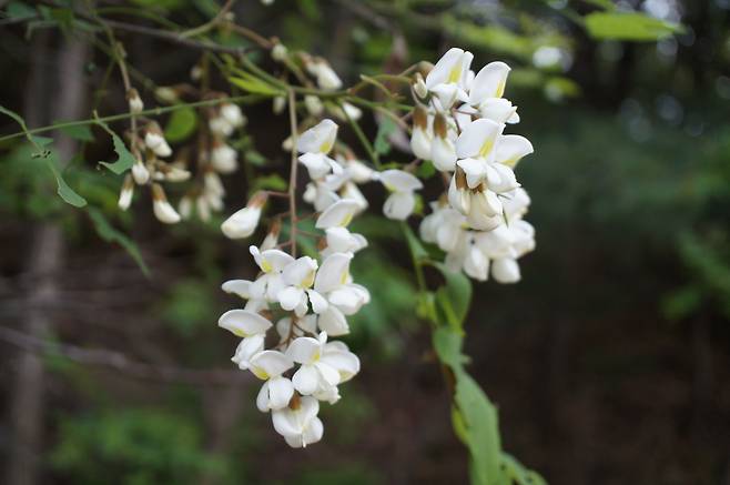 아카시아꽃. 정식 이름은 아까시나무 꽃이다.