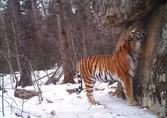 Tail is a Siberian tiger that is the main character in ″Tail.” [GIMMYOUNG PUBLISHERS]
