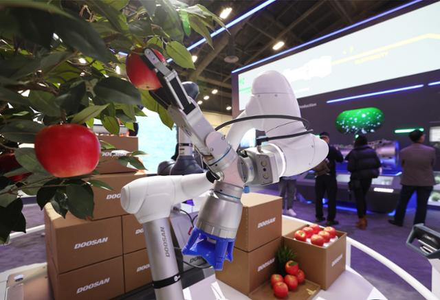 두산로보틱스가 개발한 로봇이 5일 미국 네바다주 라스베이거스 컨벤션센터 내 두산그룹 전시관 내에서 사과를 따서 포장하는 퍼포먼스를 선보이고 있다. 연합뉴스