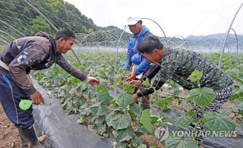 2017년 당시 외국인 계절근로자 [연합뉴스 자료사진]