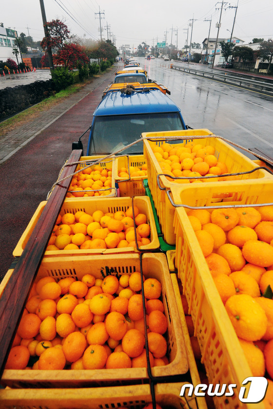 제주 서귀포시 남원읍 한 감귤가공공장 앞에 비상품 감귤을 싣고 온 농가 화물차들이 늘어서 있다. (뉴스1 DB) © News1