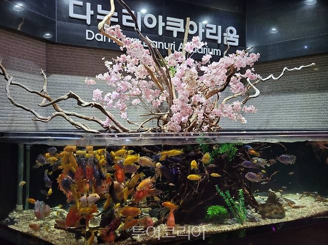 단양 다누리아쿠아리움