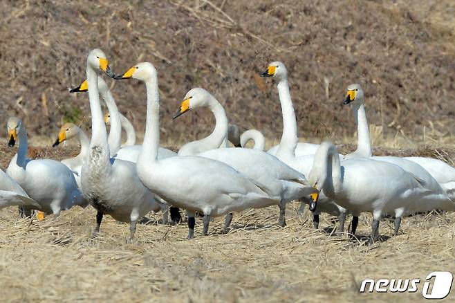 천연기념물 제201-2호이자 멸종위기 2급인 큰고니 떼가 경북 포항시 북구 흥해 들녘에서 주변을 살피고 있다. 2022.1.11/뉴스1 © News1 최창호 기자