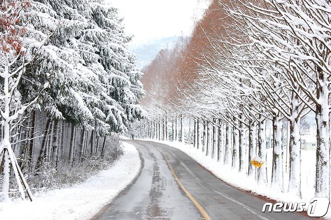 전북 진안군이 부귀면 메타세쿼이아길의 관광 명소화 사업을 본격적으로 추진한다.(진안군제공)2022.1.11/뉴스1