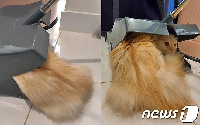 9일 고양이 한 마리가 건강검진을 피해 쓰레받기에 몸을 숨기고 있다. © 뉴스1 최서윤 기자