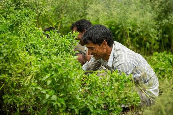 인도에 있는 한 농장에서 재생유기농업으로 재배한 페퍼민트 허브를 수확하는 모습. [사진 닥터 브로너스]