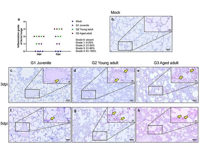 코로나19 바이러스에 감염된 연령대별 페렛 동물모델 폐의 염증양상 및 바이러스 RNA 검출량 비교. 기초과학연구원(IBS) 제공.