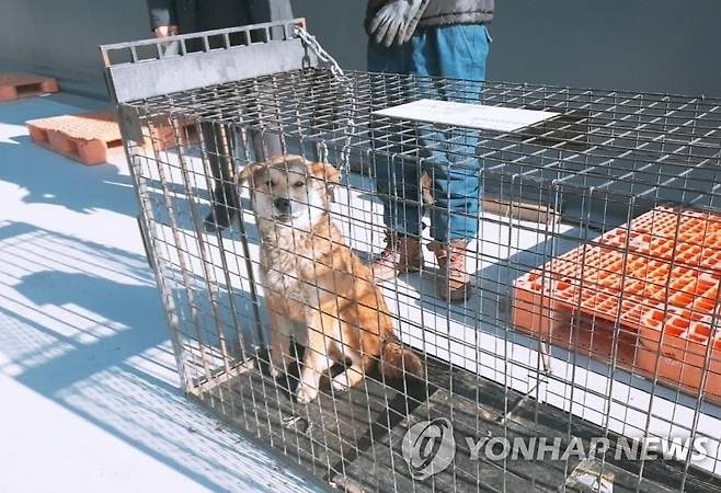 들개 포획 [인천시 서구 제공]