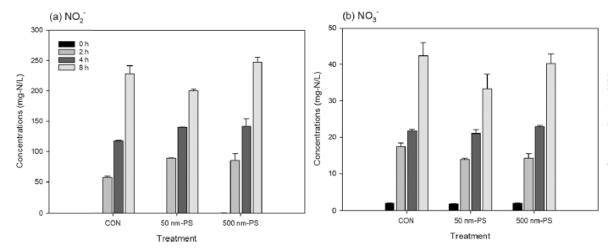 미세플라스틱 노출에 따른 질산화 공정 효율 저하 관찰 50㎚(나노미터) 폴리스타이렌(PS)에 노출된 경우 아질산염과 질산염 생성이 500㎚ PS 노출군에 비해 저하된 것을 알 수 있다. [한국기초과학지원연구원 제공. 재판매 및 DB 금지]