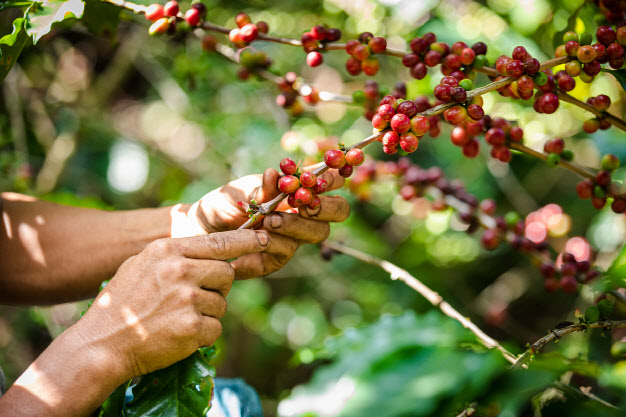 해외 한 커피 농장에서 커피나무에 열린 커피콩(생두)을 수확하고 있다. 사진은 본문과 직접 관계 없음.(사진=이미지투데이)