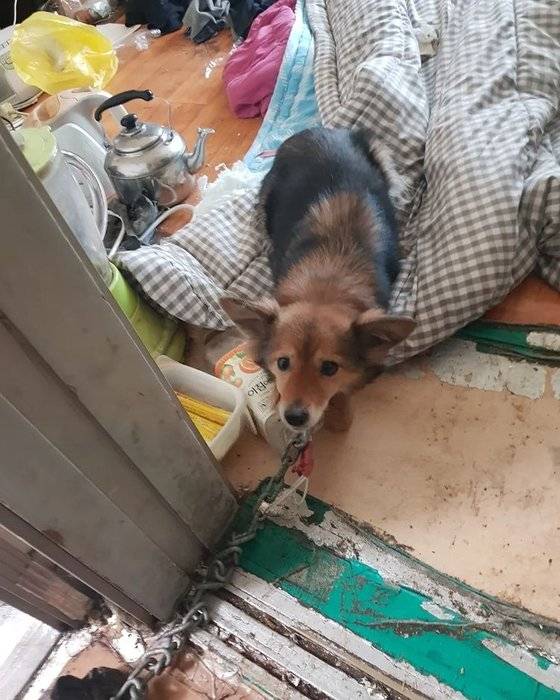 [헬프셸터(helpshelter) 인스타그램 캡처]