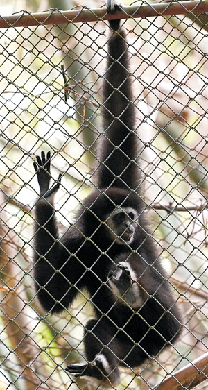 카오프라테우 국립공원의 재활센터에서 철창 너머로 마주친 긴팔원숭이. 이곳에서는 포획돼 관광객을 상대로 구걸 등을 하다가 구출된 긴팔원숭이를 보호하고 있다.
