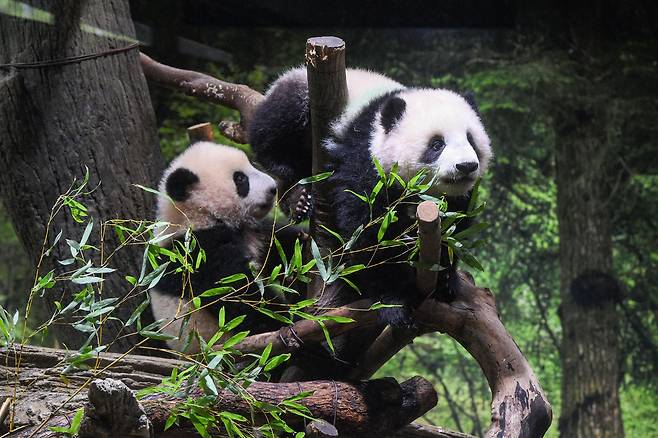 일본 도쿄 우에노 동물원에서 지난 12일 쌍둥이 판다가 처음 일반 공개됐다.(사진=신화 연합뉴스)