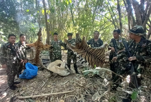 벵골 호랑이 두 마리의 가죽을 들어 보이는 국립공원순찰대원들 [Piyarat Chongcharoen 제공/방콕포스트 캡처. 재판매 및 DB 금지]