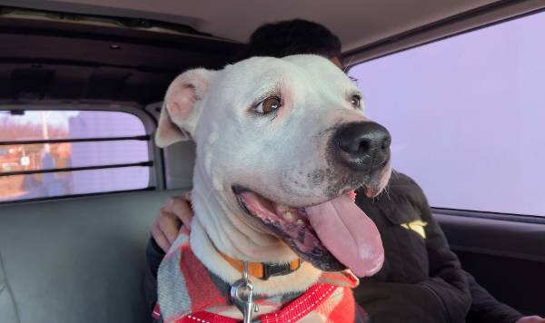 영미권에서 가정견으로 인기가 많은 스태포드셔불테리어 종인 5살 단지가 지난 4일 취재기자와 함께 차량에 탑승한 모습. 국내 동물보호법에선 맹견으로 분류되지만 단지는 다른 동물과 잘 어울리고 낯선 취재진과 산책하는 등 사회성이 뛰어나고 교감하는 데 익숙하다. 양주=김채연 인턴PD