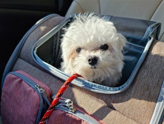 한살 강아지 다롱이가 지난 10일 동물보호단체 활동가들에 구조돼 보호소로 이동하고 있다./사진제공=동물권행동 케어