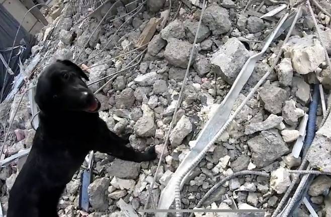 철근밭 수색하는 구조견 '소백' [소방청 제공 영상 캡처. 재판매 및 DB 금지]