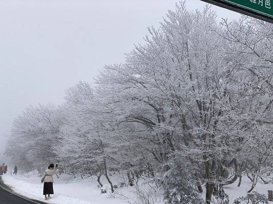 지난 12일 오후 제주 한라산에 내린 폭설로 1100고지 인근의 나무에 눈꽃이 활짝 피었다. 최충일 기자