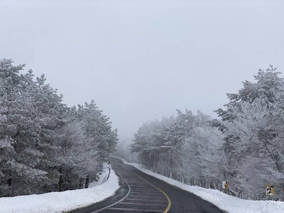 지난 12일 오후 제주 한라산에 내린 폭설로 1100고지 인근의 나무에 눈꽃이 활짝 피었다. 최충일 기자