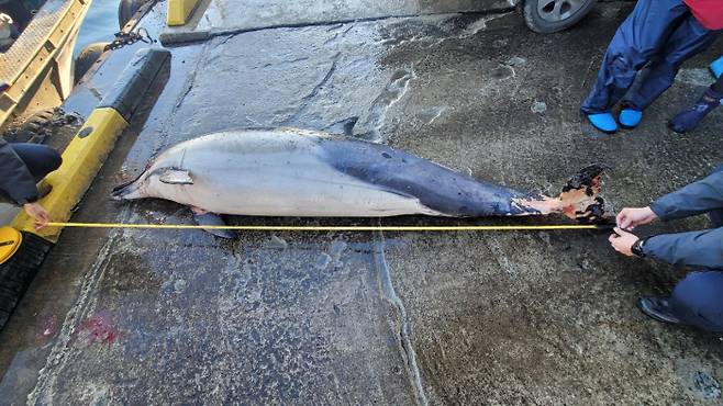 17일 강원 강릉시 안인 동방 약 7.4㎞ 해상에서 그물에 걸려 죽은채 발견된 참돌고래. 속초해양경찰서 제공