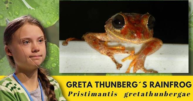 그레타 툰베리와 신종 개구리의 모습