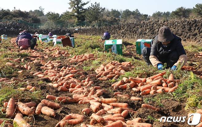 19일 제주 구좌읍 행원리의 한 당근밭에서 농민들이 당근을 수확하고 있다. 2022.1.19/뉴스1 © News1 오현지 기자