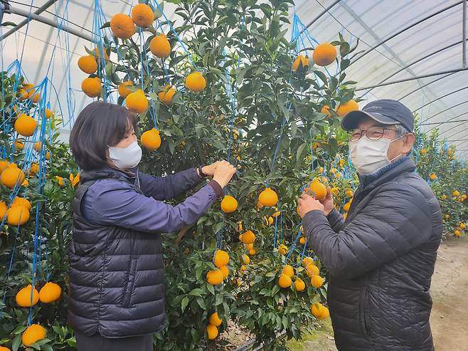 경주지역 농민들이 경주봉을 수확하고 있다.[경주시 제공]