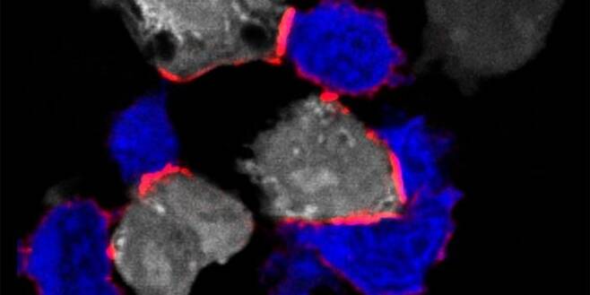 종양 세포를 공격하는 T세포 LFA-1 수용체(적색)와 면역 연접부를 형성해 종양 세포(백색)를 공격하는 T세포(청색).
세포 밖의 마그네슘은 CD8+ T세포의 면역 조절 인자로서 중요한 역할을 하는 것으로 밝혀졌다.
[스위스 바젤대 J. Loetscher 등 제공. 재판매 및 DB 금지]